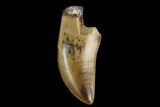 Serrated, Theropod Tooth - Judith River Formation #129801-1